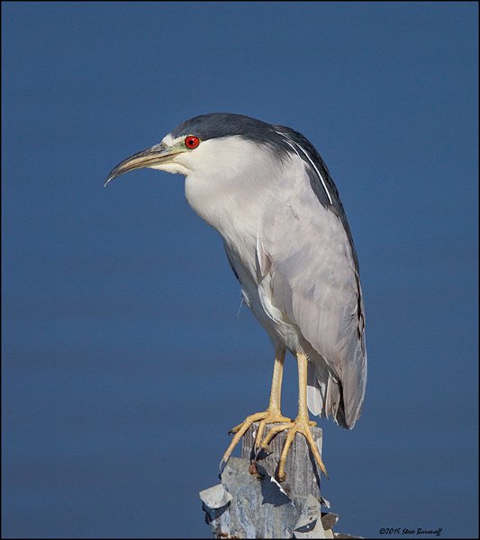 _5SB5046 black-crowned night heron.jpg